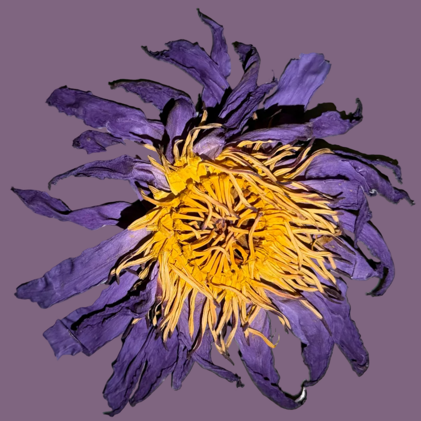 BLUE LOTUS FLOWER